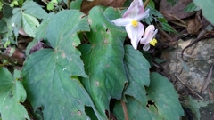 Begonia palmata