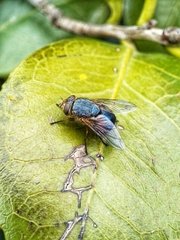 Calliphora dubia
