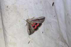 Catocala herodias gerhardi