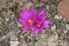Ariocarpus kotschoubeyanus