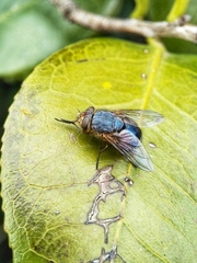 Calliphora dubia