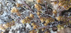 Pimelea oreophila