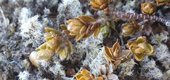 Pimelea oreophila