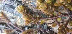Pimelea oreophila