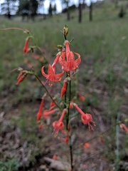 Ipomopsis aggregata formosissima