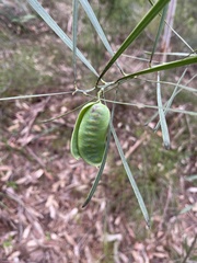 Acacia suaveolens