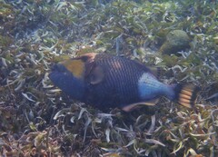 Balistoides viridescens