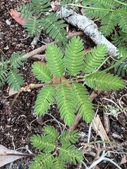 Mimosa strigillosa