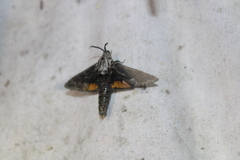 Prionoxystus robiniae