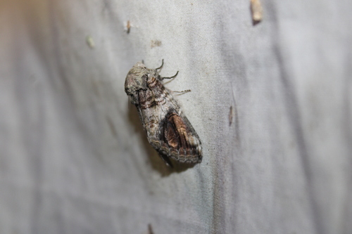 Oblique Heterocampa Moth photo 6
