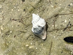 Stramonita canaliculata