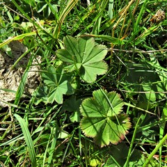 Alchemilla vulgaris