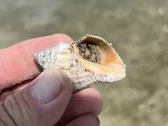 Stramonita canaliculata