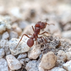 Acromyrmex versicolor