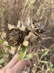 Silphium radula