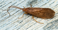 Limnephilidae