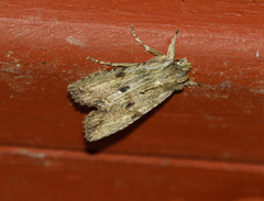 Lithophane patefacta