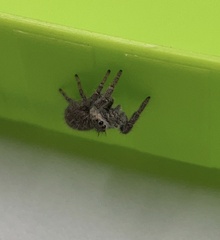 Phidippus princeps