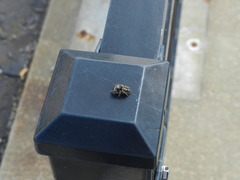 Phidippus audax