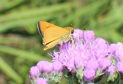 Hesperia meskei