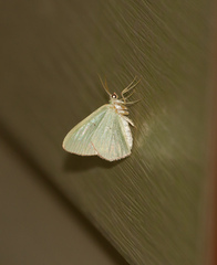 Nemoria lixaria