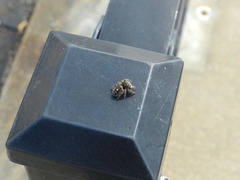 Phidippus audax
