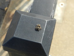 Phidippus audax