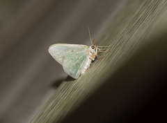 Nemoria lixaria
