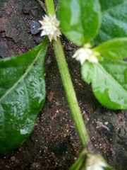 Alternanthera sessilis