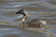 Poliocephalus poliocephalus