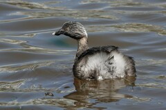 Poliocephalus poliocephalus