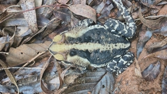 Rhinella icterica