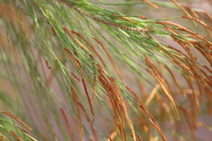 Allocasuarina littoralis