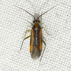 Orthotylus submarginatus
