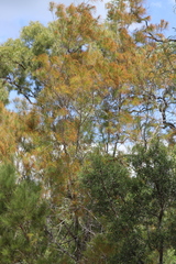 Allocasuarina littoralis