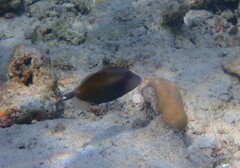 Sufflamen chrysopterum