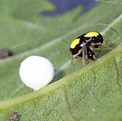 Theridula gonygaster