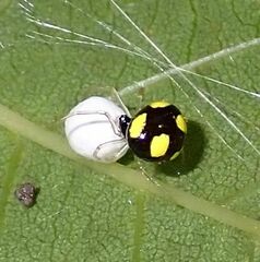 Theridula gonygaster