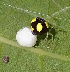 Theridula gonygaster