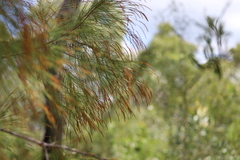 Allocasuarina littoralis