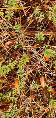 Pimelea suteri