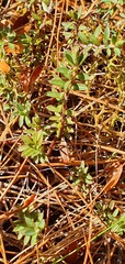Pimelea suteri