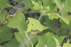 Montanoa tomentosa xanthiifolia