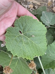Vitis californica