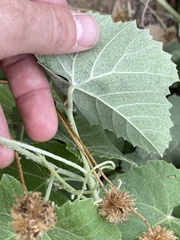 Vitis californica