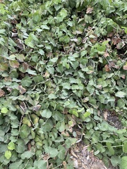 Vitis californica