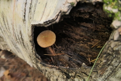 Agaricomycetidae