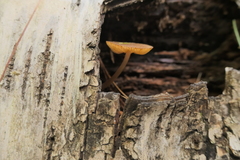 Agaricomycetidae