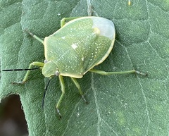 Chlorochroa uhleri