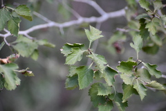 Crataegus mollis